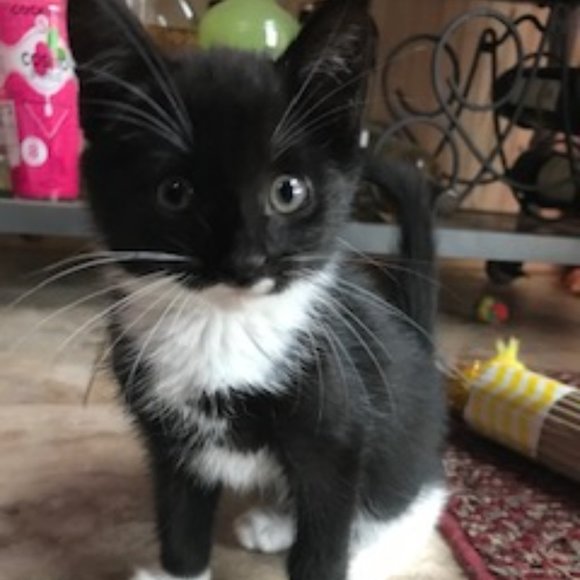 Meet your Posher, Bunny - Picture 5 of 7